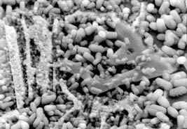 EightMed.jpg (22110 bytes)