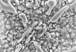 SixMed.jpg (17663 bytes)